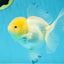 A Grade Snow White Oranda Female 5 inches #042525OR_03