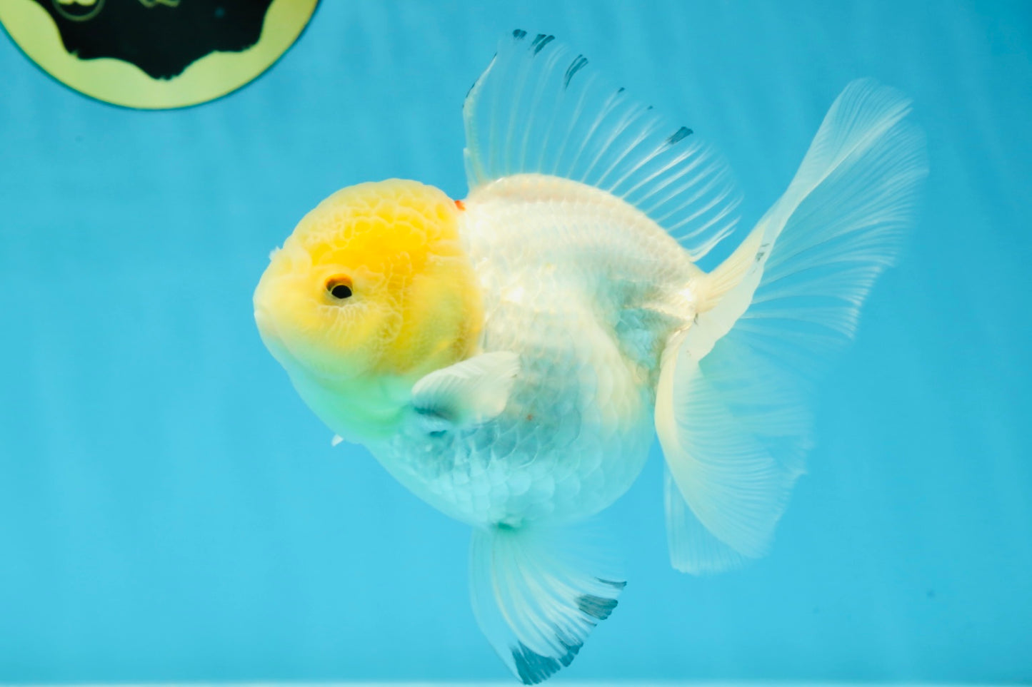 A Grade Snow White Oranda Female 5 inches #042525OR_03