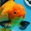 Oranda mâle noir de qualité AAA (Apache) 7 pouces #0712OR_16