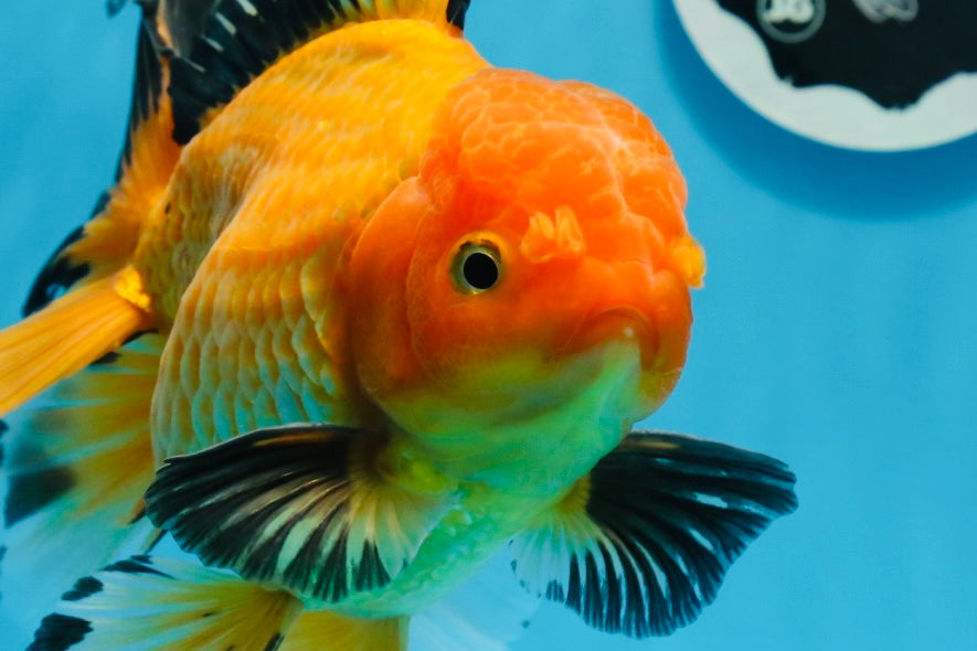 AAA Grade Black Gold (Apache) Oranda Male 7 inches #0712OR_16