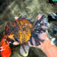CHONKY AAA Grade Broadtail Tiger Oranda Male 7-7.5 inches #072426OR_04