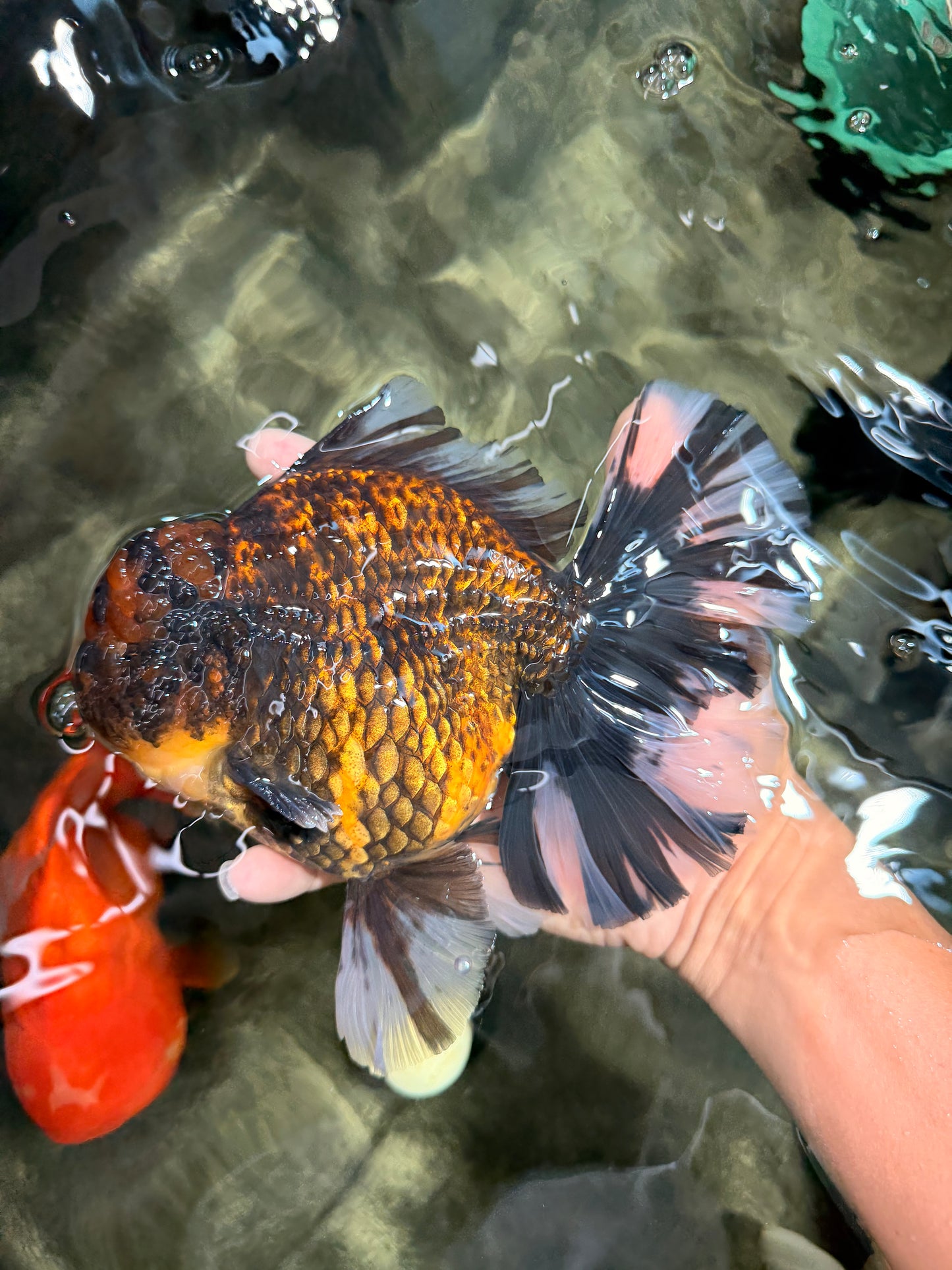 CHONKY AAA Grade Broadtail Tiger Oranda Male 7-7.5 inches #072426OR_04