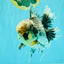 AAA Grade Super Special Marble Kirin Oranda Male 6 inches #061926OR_16