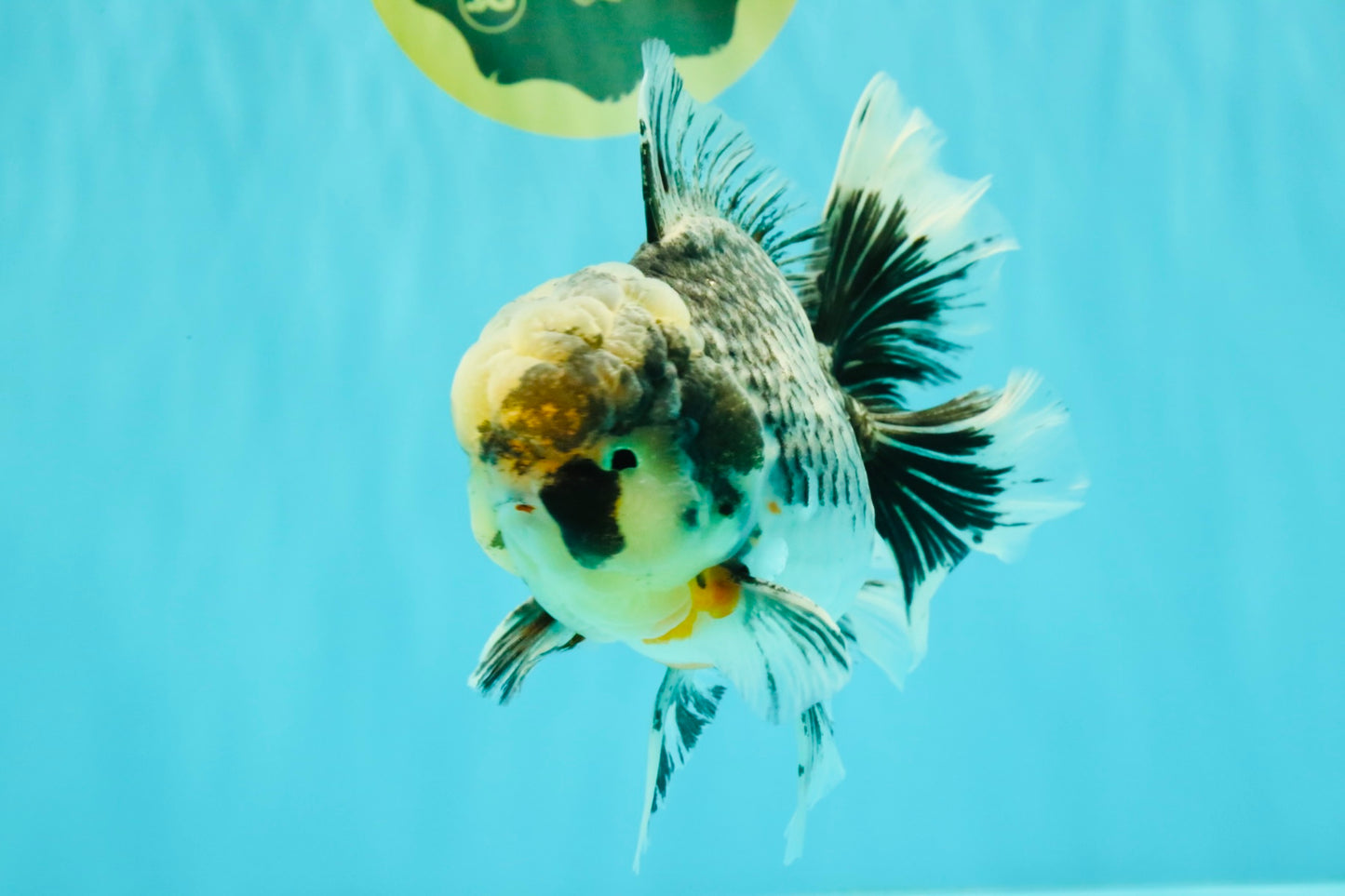 AAA Grade Super Special Marble Kirin Oranda Male 6 inches #061926OR_16