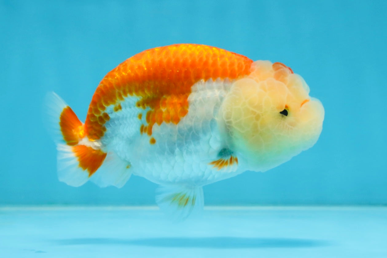 AAA Grade Young Red White LionQueen 4 inches #101025LC_05