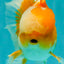 A Grade Cheese Orange White Oranda Male 5.5 inches #062626OR_22