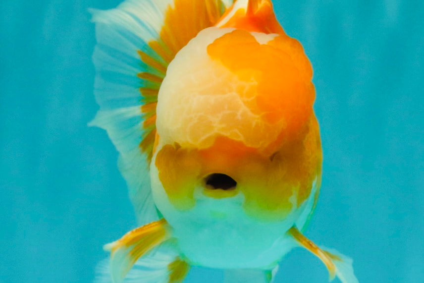 A Grade Cheese Orange White Oranda Male 5.5 inches #062626OR_22