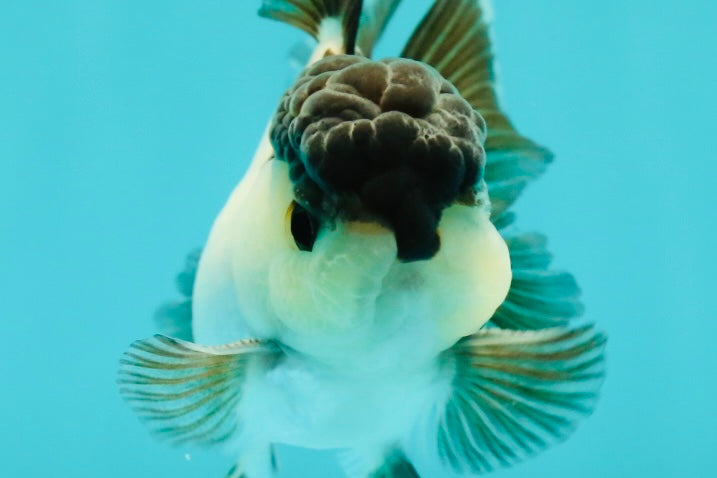 Panda Oranda Male 3-3.5 inches #1018OR_14