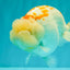 A Grade Polkadot Red White Buffalo Ranchu Male 6 inches #100926RC_29