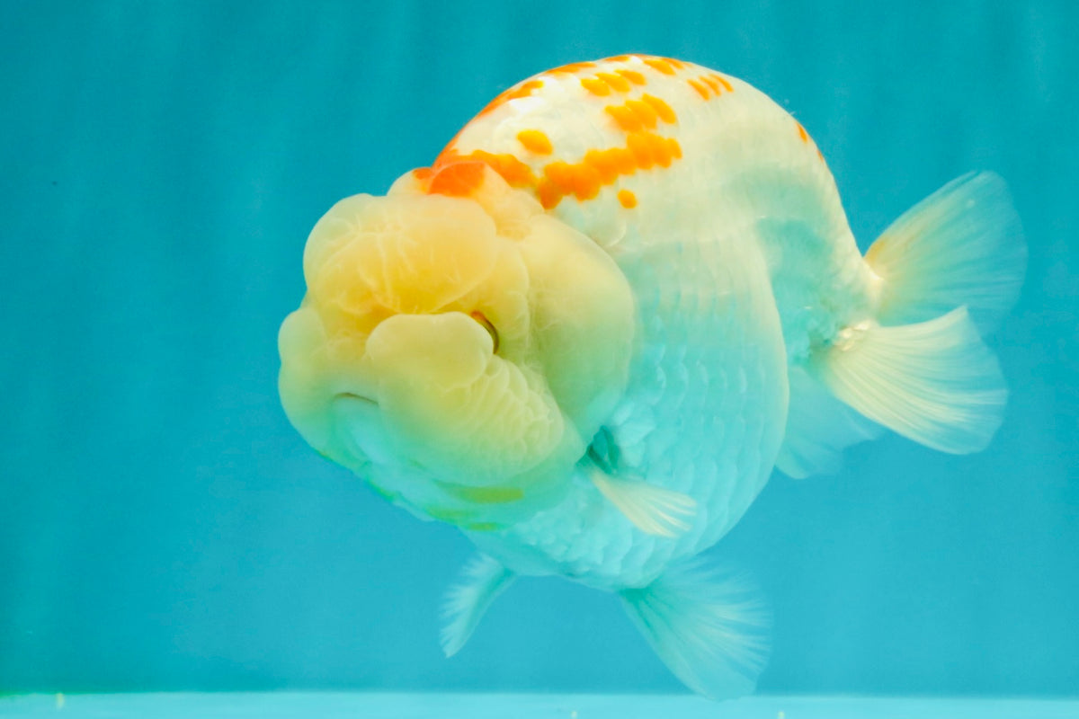 A Grade Polkadot Red White Buffalo Ranchu Male 6 inches #100926RC_29