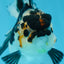 A Grade Panda Button Eyes Oranda Female 5 inches #081525OR_19