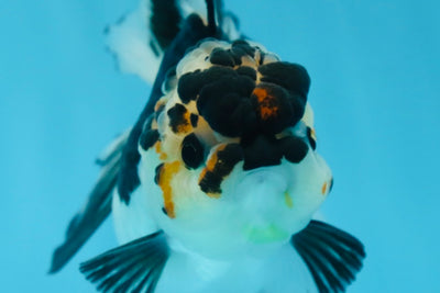 A Grade Panda Button Eyes Oranda Female 5 inches #081525OR_19