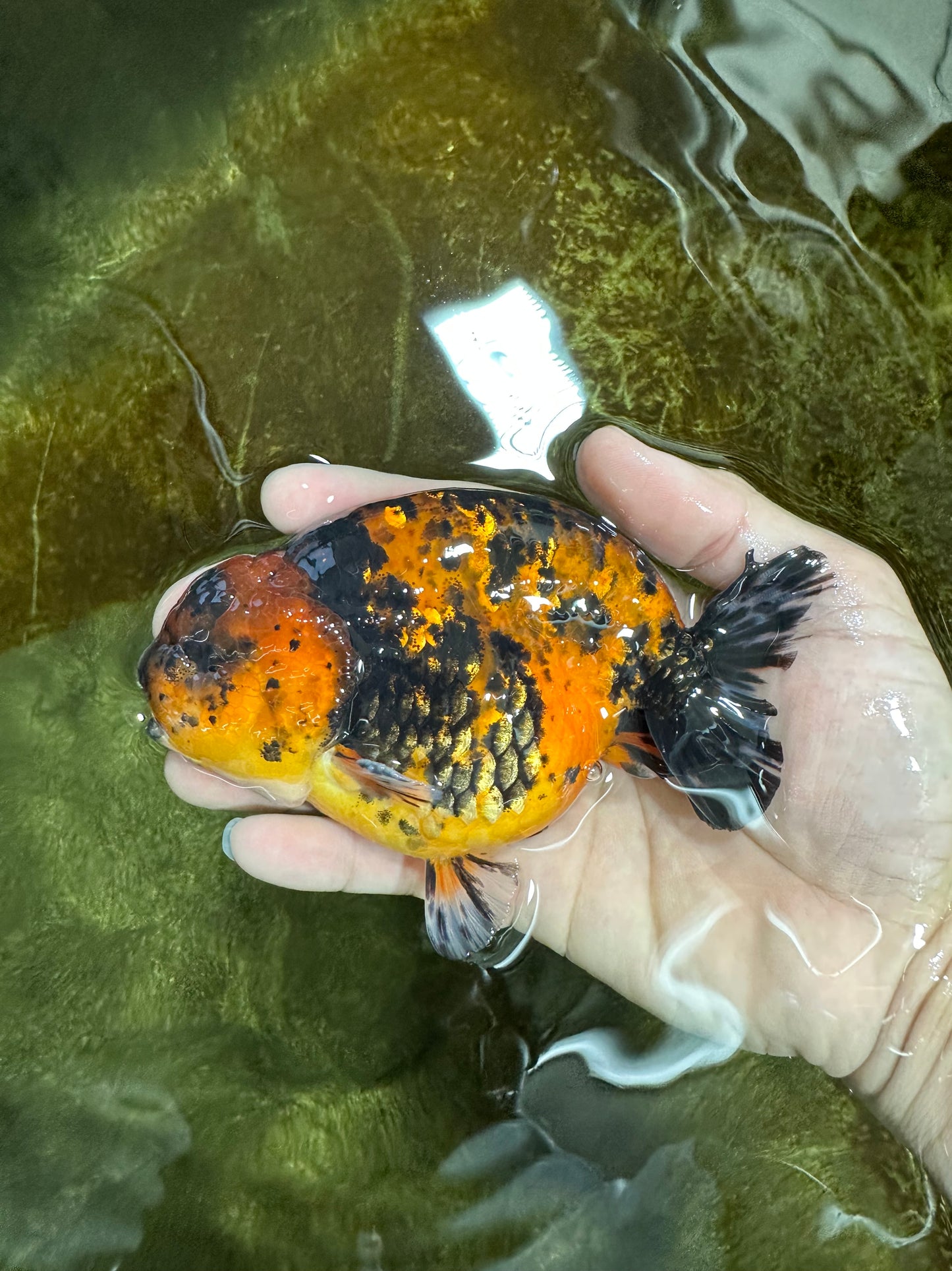 AAA Grade Tiger Female LionKing 5 inches #060625LC_06