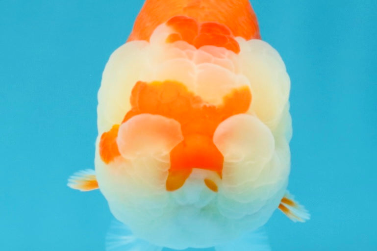 A Grade Red White LionQueen 4.5-5 inches #032726LC_21