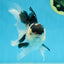 CHUBBY CHEEK Panda Oranda Male 5.5 inches #080125OR_19