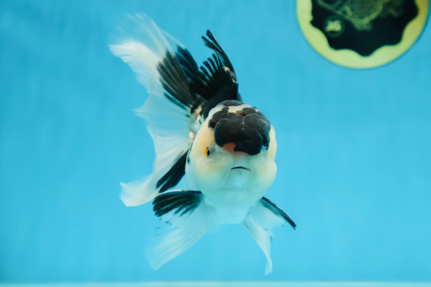 CHUBBY CHEEK Panda Oranda Male 5.5 inches #080125OR_19