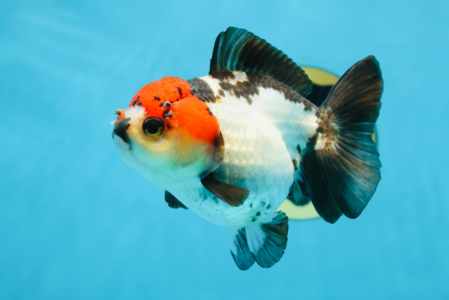 Pompom Tricolor Yuanbao Female 4.5 inches #072525YB_05