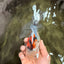 Calico Oranda Male 6.5 inches #090426OR_02