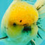 A Grade Marble Oranda Male 6 inches #062626OR_33
