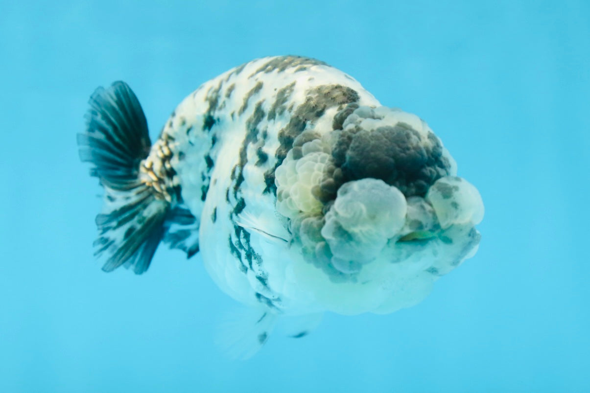 AAA Grade UNIQUE White Tiger LionQueen 4.5-5 inches #090525LC_03