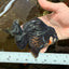 BATMAN A Grade Tricolor Yuanbao Male 5 inches #110725YB_08
