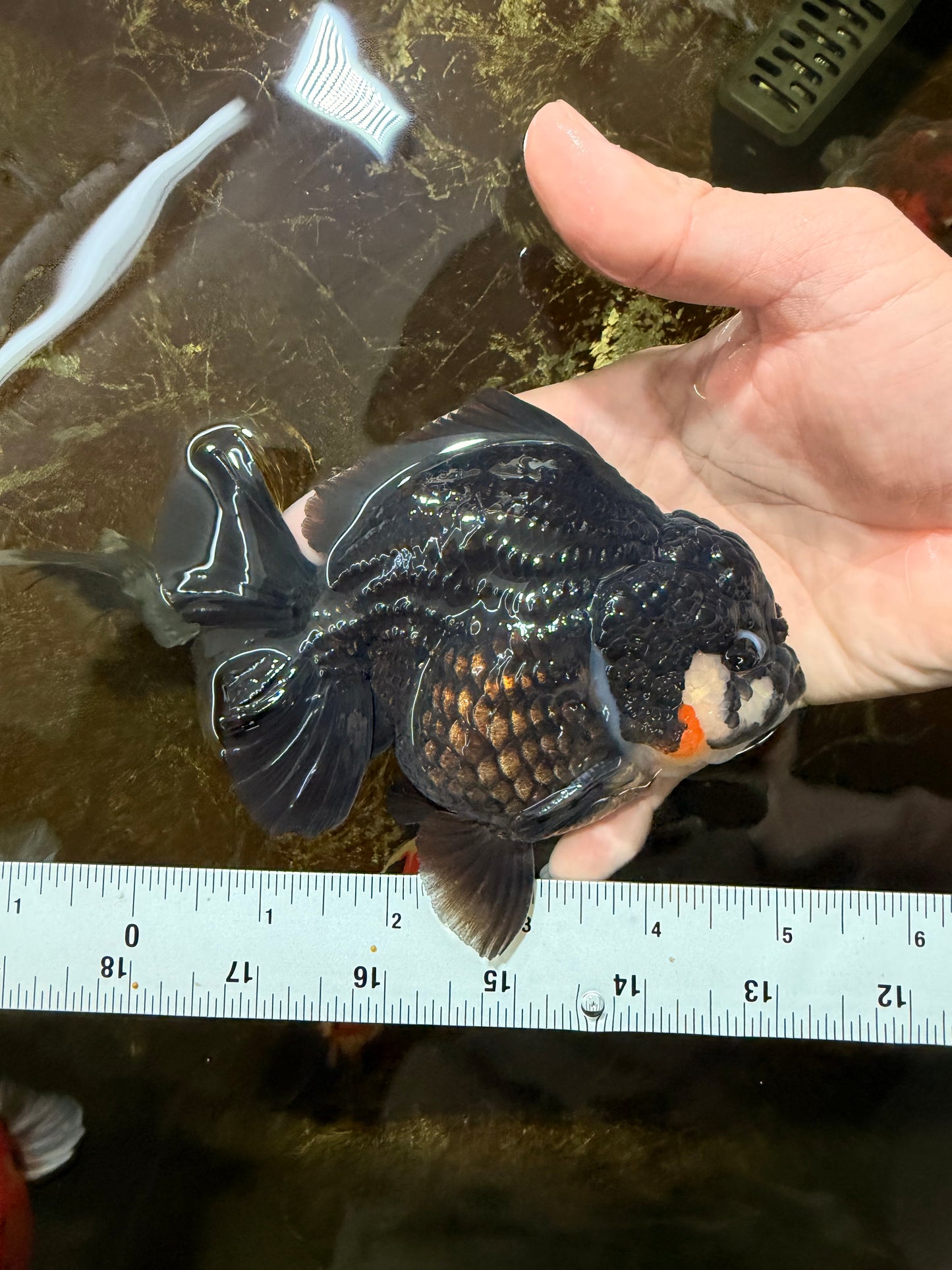 BATMAN A Grade Tricolor Yuanbao Male 5 inches #110725YB_08