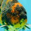 CHONKY A Grade Tiger Oranda Male 5-5.5 inches #090426OR_04