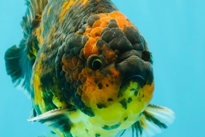 CHONKY A Grade Tiger Oranda Male 5-5.5 inches #090426OR_04