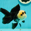 A Grade UNIQUE Lemonhead Panda Button Eyes Oranda Male 4.5-5 inches #1018OR_23