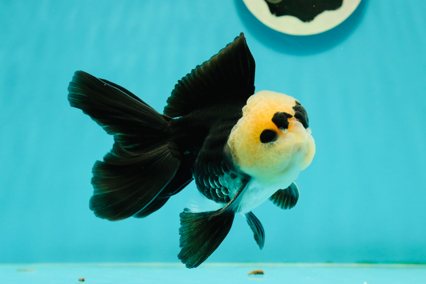 A Grade UNIQUE Lemonhead Panda Button Eyes Oranda Male 4.5-5 inches #1018OR_23