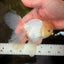 A Grade White Oranda Male 5-5.5 inches #102326OR_20