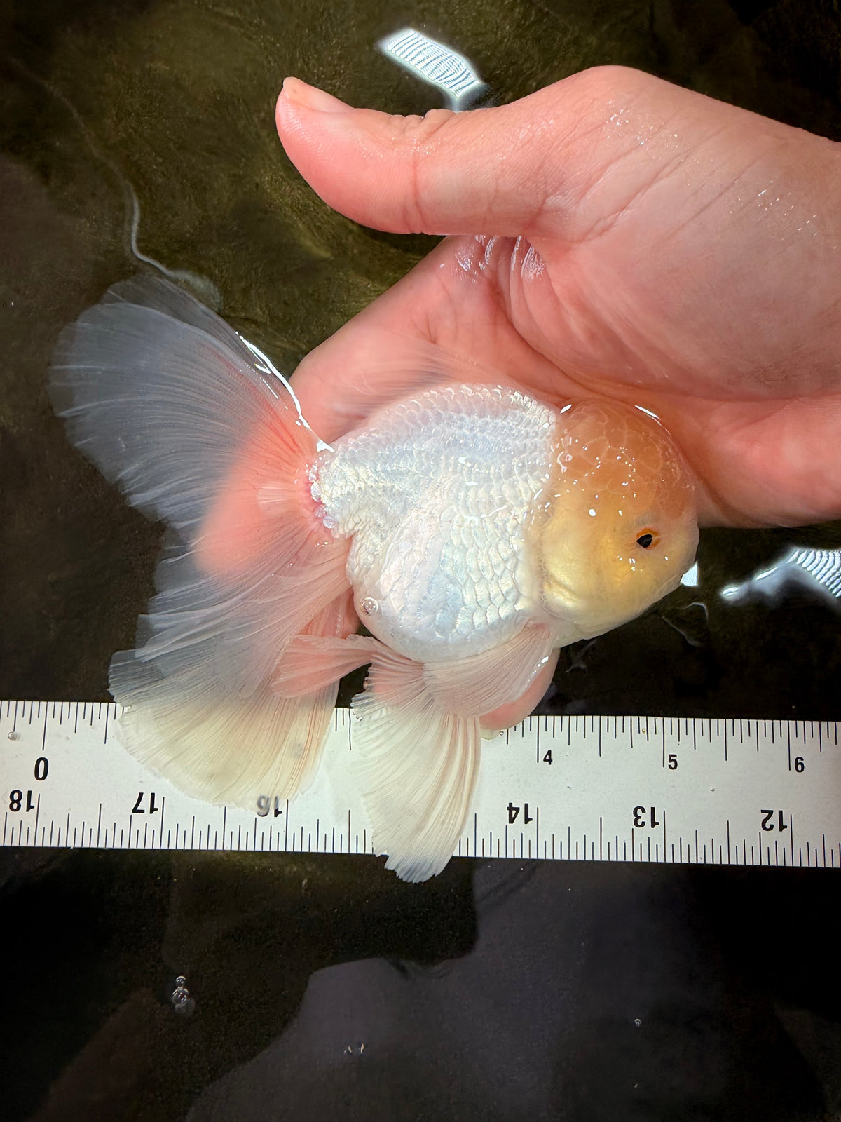 A Grade White Oranda Male 5-5.5 inches #102326OR_20