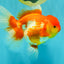 IRON MAN A Grade Red White Oranda Female 6-6.5 inches #080726OR_07