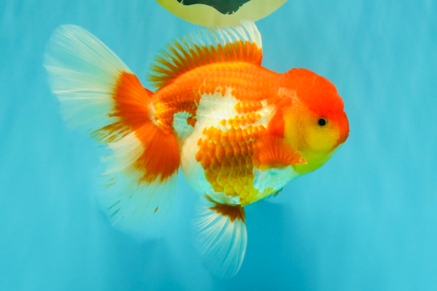 IRON MAN A Grade Red White Oranda Female 6-6.5 inches #080726OR_07