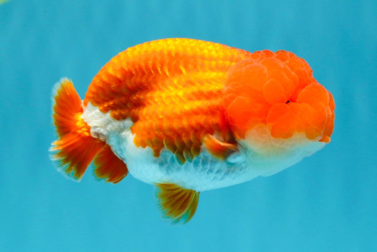 A Grade Dragon Head Red White LionQueen 4 inches #022726LC_26