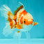 A Grade Red White Oranda Female 5.5  inches #070626OR_22