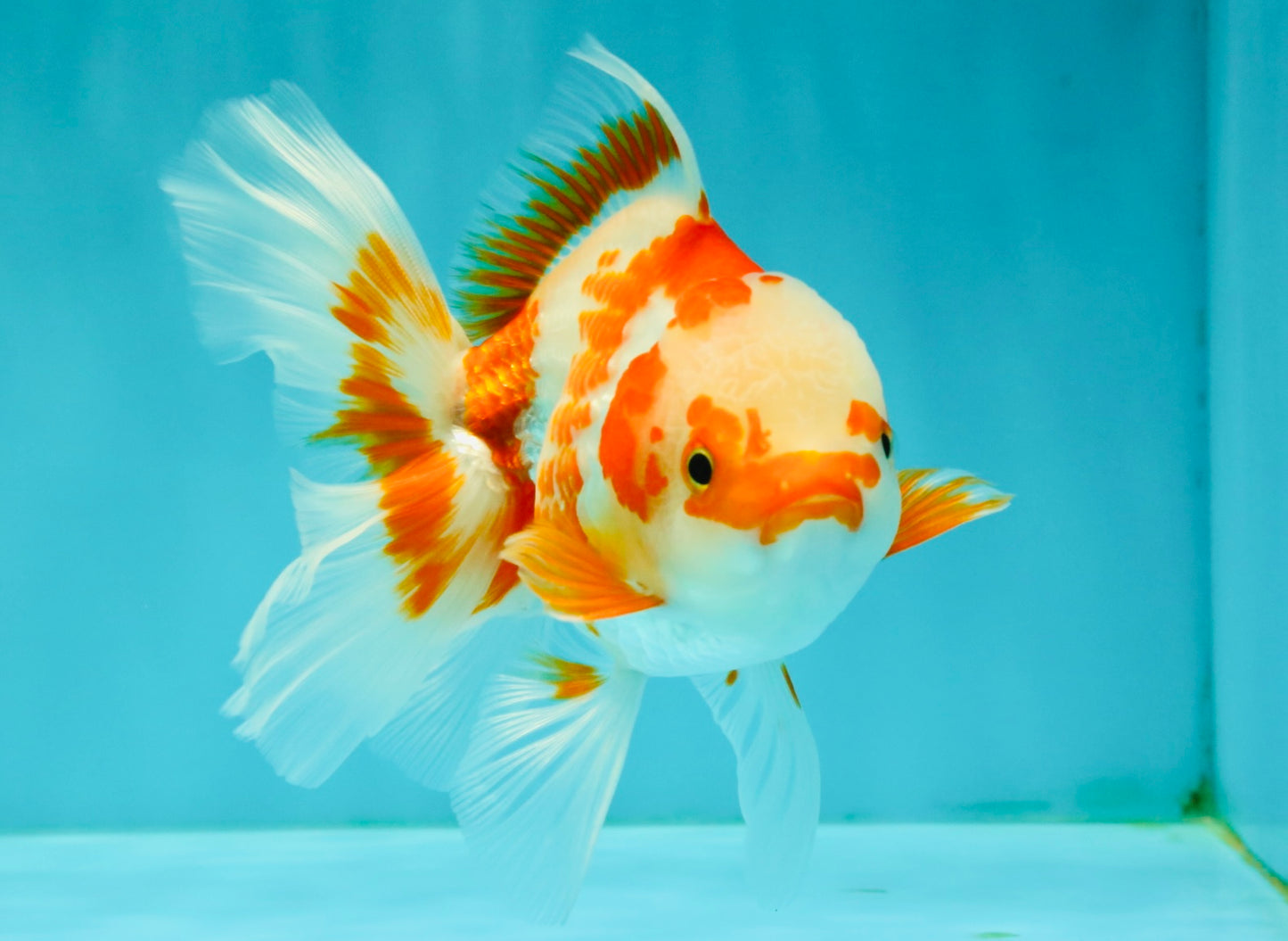 A Grade Red White Oranda Female 5.5  inches #070626OR_22