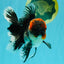 AAA Grade Red Head Kirin Oranda Male 6-6.5 inches #070326OR_27