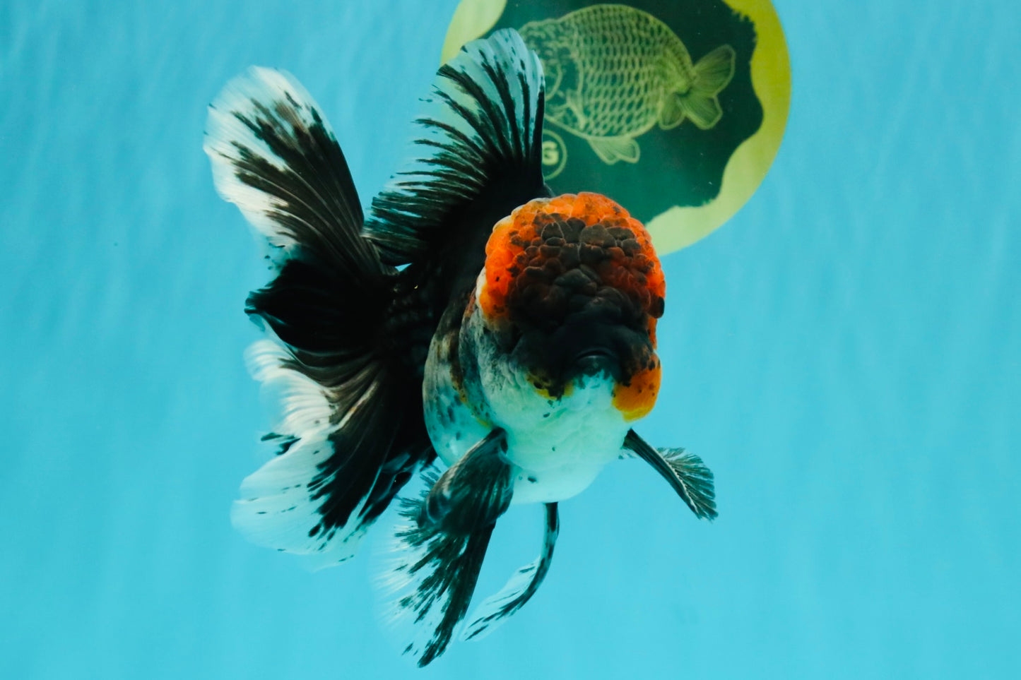 AAA Grade Red Head Kirin Oranda Male 6-6.5 inches #070326OR_27