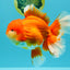 JUMBO A Grade Godzilla Red White Oranda Male 7 inches #031326OR_03
