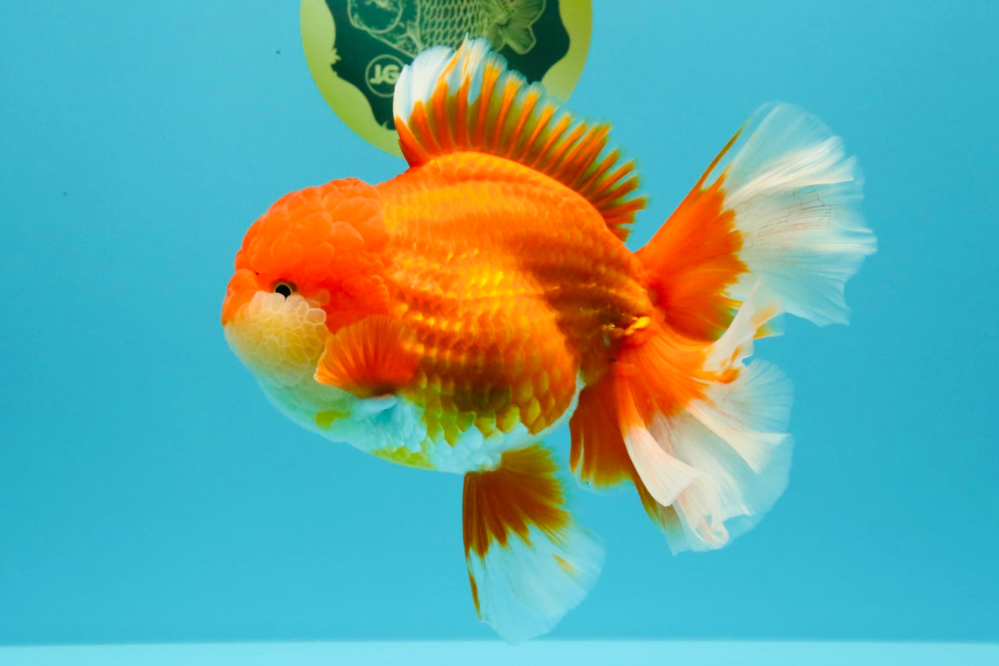JUMBO A Grade Godzilla Red White Oranda Male 7 inches #031326OR_03