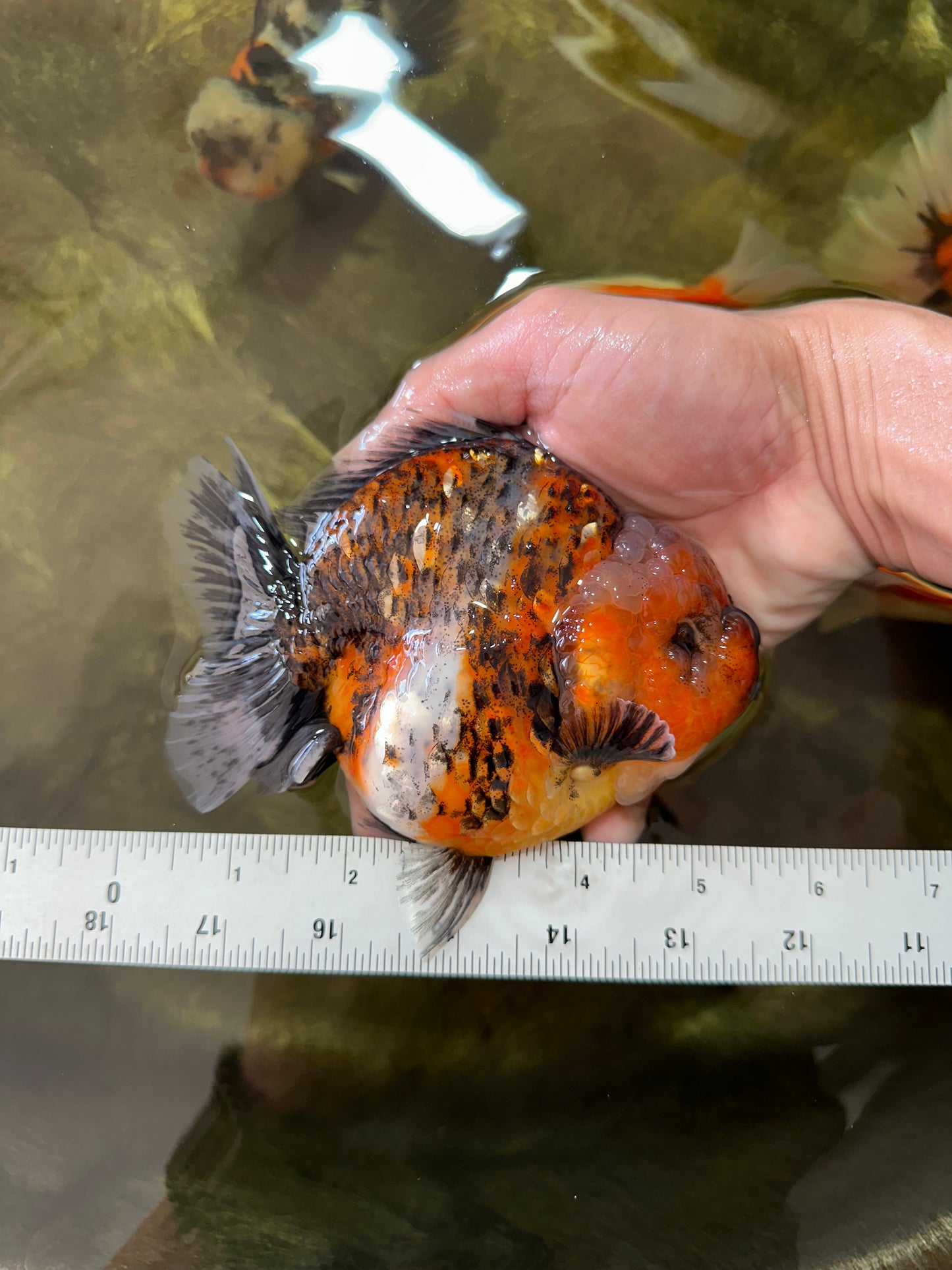 AAA Grade RARE Big Body Godzilla Calico Yuanbao Female 5-5.5 inches #051625YB_13