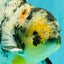 AAA Grade Long Tail White Marble Oranda Male 6.5-7 inches #062626OR_29