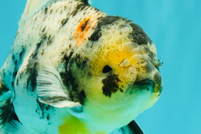 AAA Grade Long Tail White Marble Oranda Male 6.5-7 inches #062626OR_29