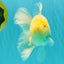 A Grade White Oranda Male 5-5.5 inches #102326OR_18