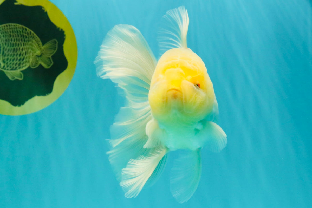 A Grade White Oranda Male 5-5.5 inches #102326OR_18