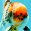 CHONKY AAA Grade Special Marble Oranda Male 6.5 inches #051526OR_01