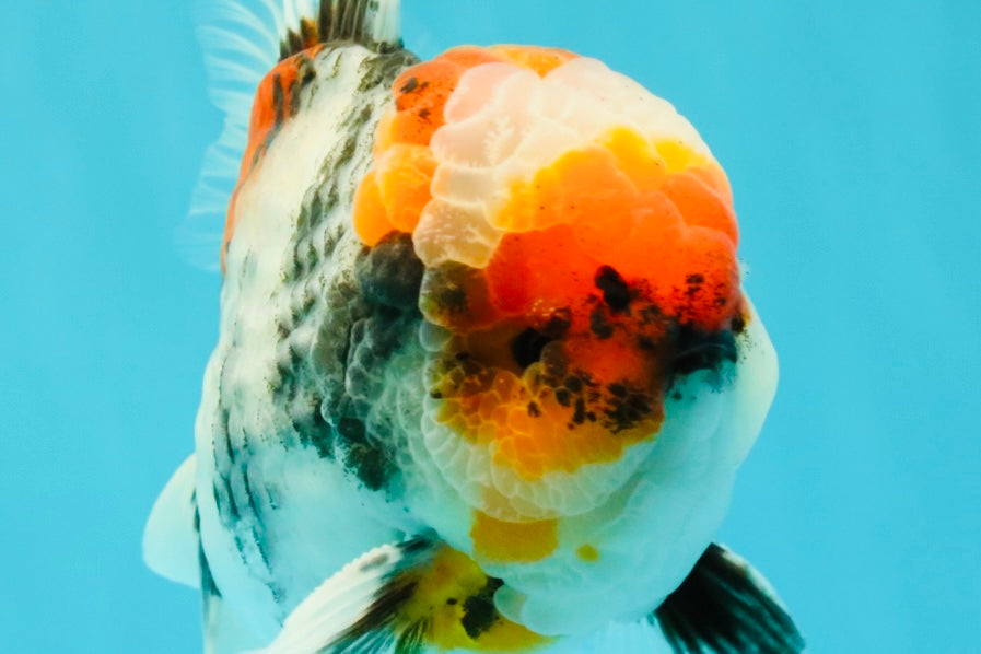 CHONKY AAA Grade Special Marble Oranda Male 6.5 inches #051526OR_01