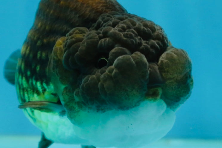 A Grade Dragon Scale Black Copper LionQueen 4-4.5 inches #062725LC_07