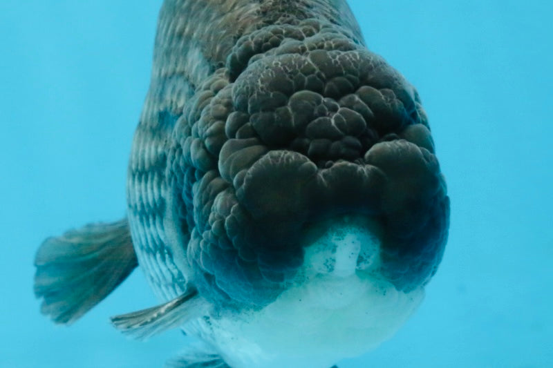 FLUFFY WEN A Grade Black Blue LionKing 5.5 inches #110725LC_16